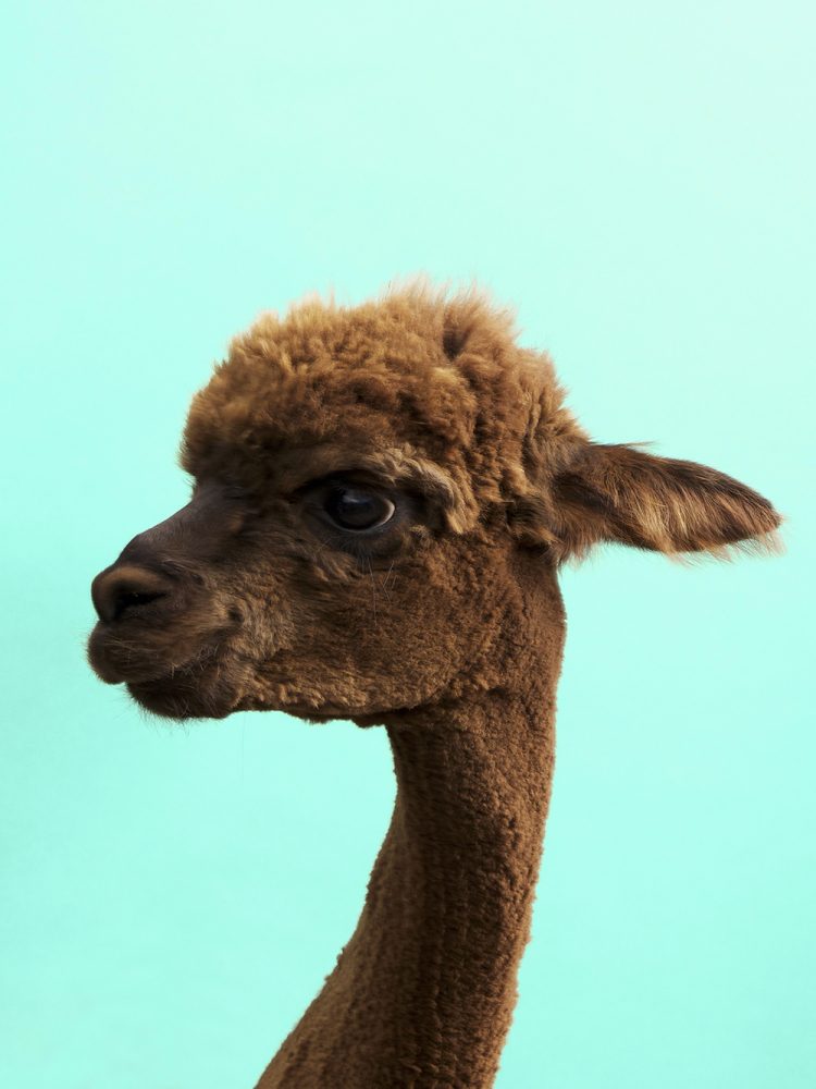Alpaca