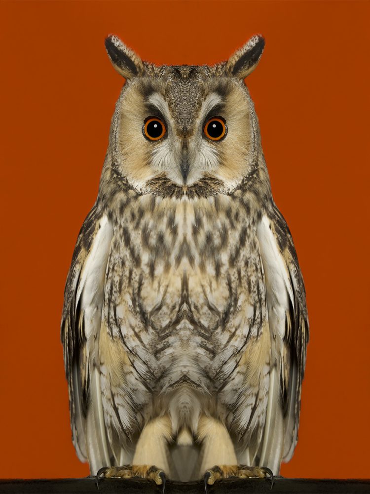 Asio Otus