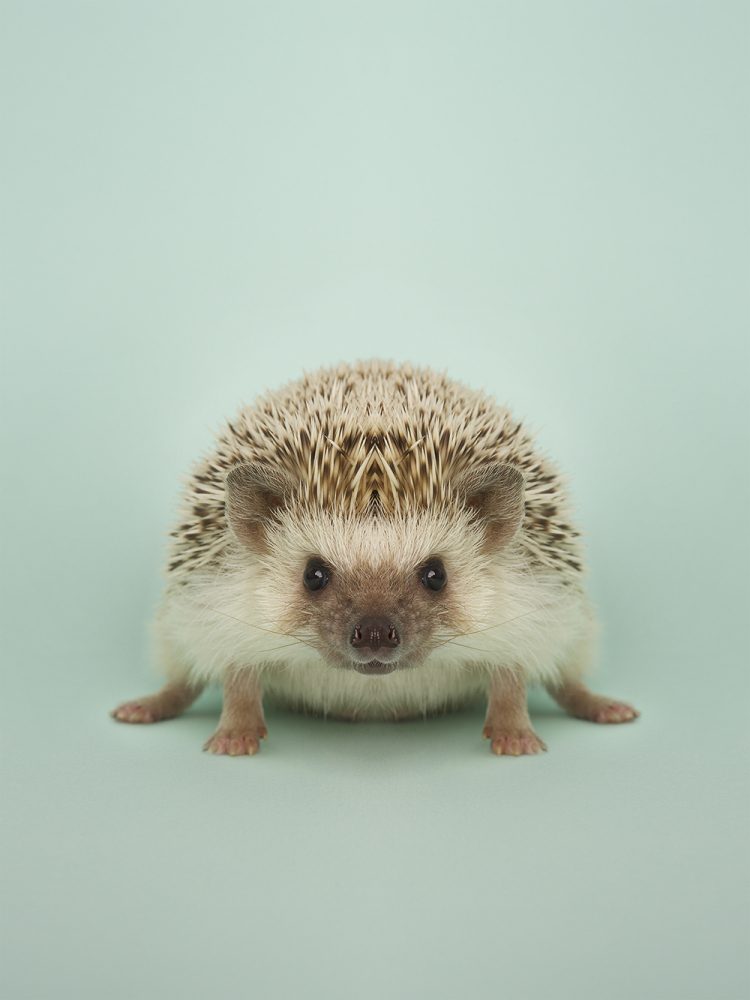 Hedgehog
