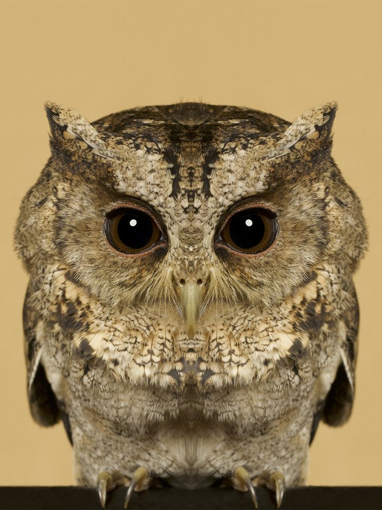 Otus Lettia
