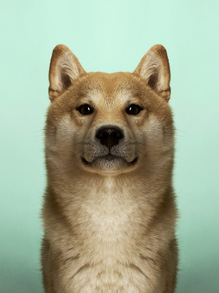 Saivu