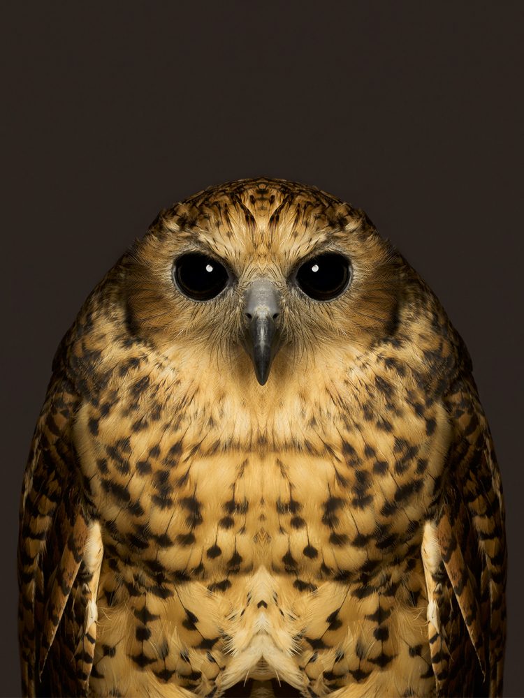 Scotopelia Peli