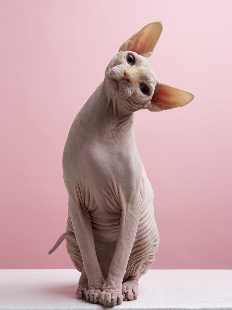 Sphynx 2