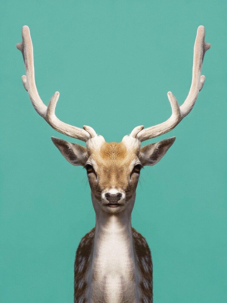 Symmetric deer