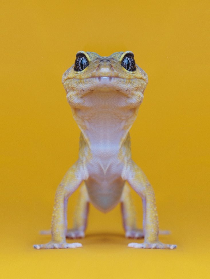 The lizard king