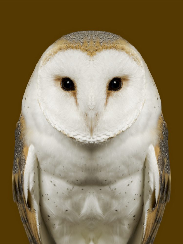 Tyto Alba