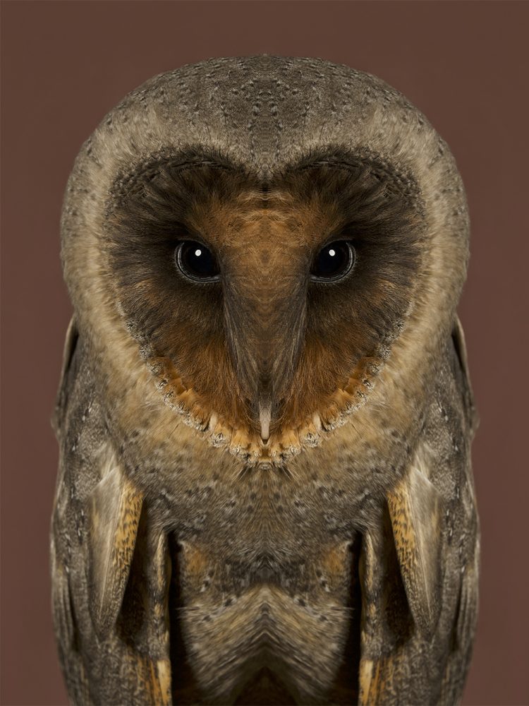 Tyto Glaucops
