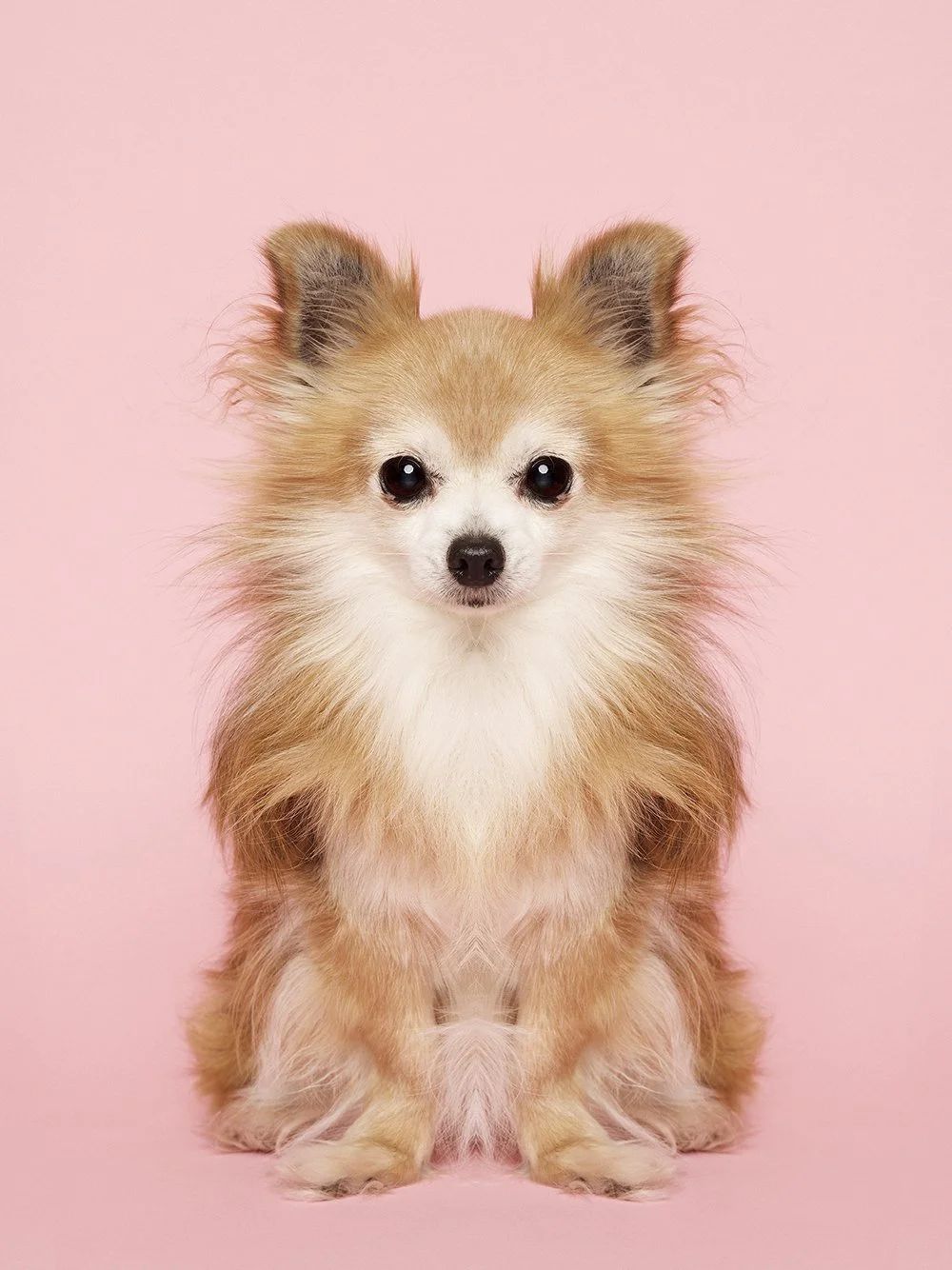 Symmetrisk portrett: hund