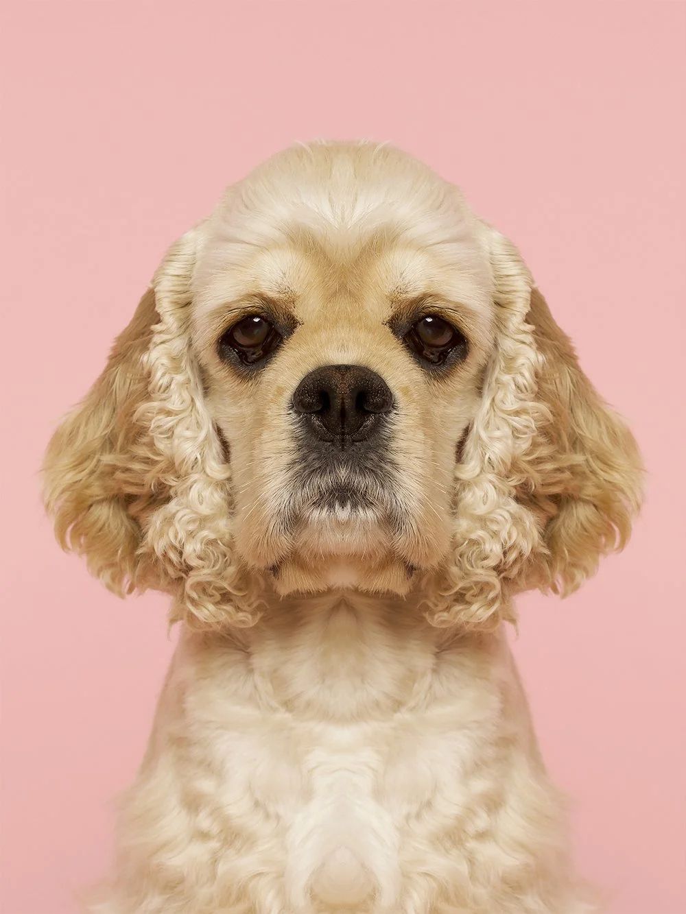 Symmetrisk portrett: cocker spaniel