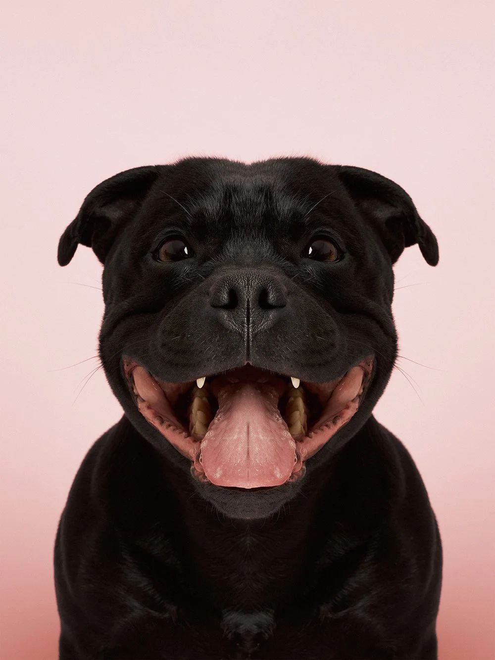 Symmetrisk portrett: staffordshire bullterrier