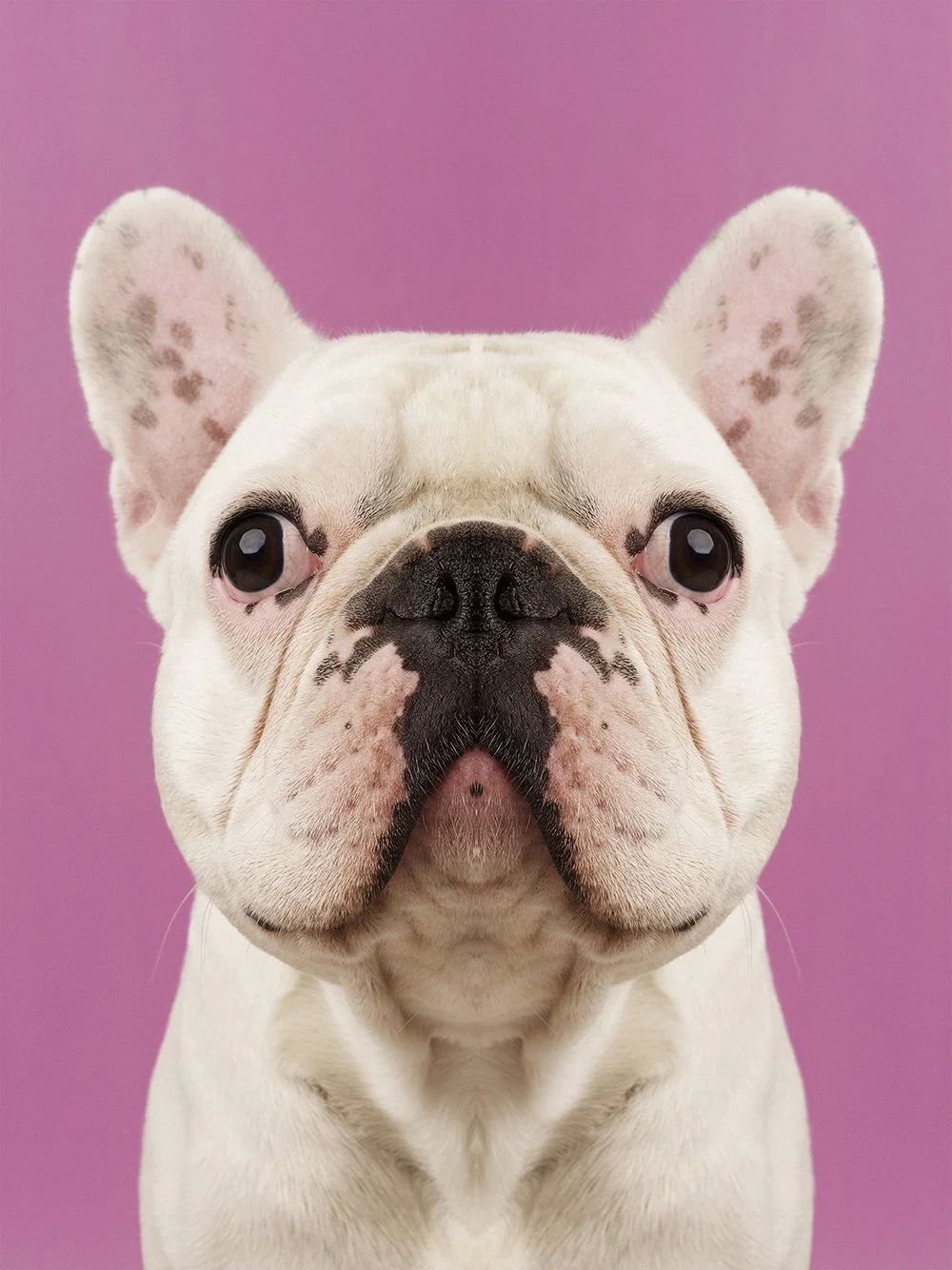 Symmetrisk portrett: fransk bulldog