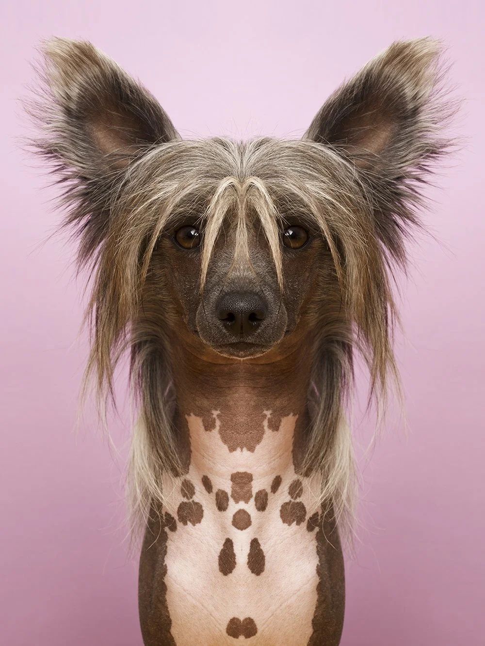 Symmetrisk portrett: chinese crested