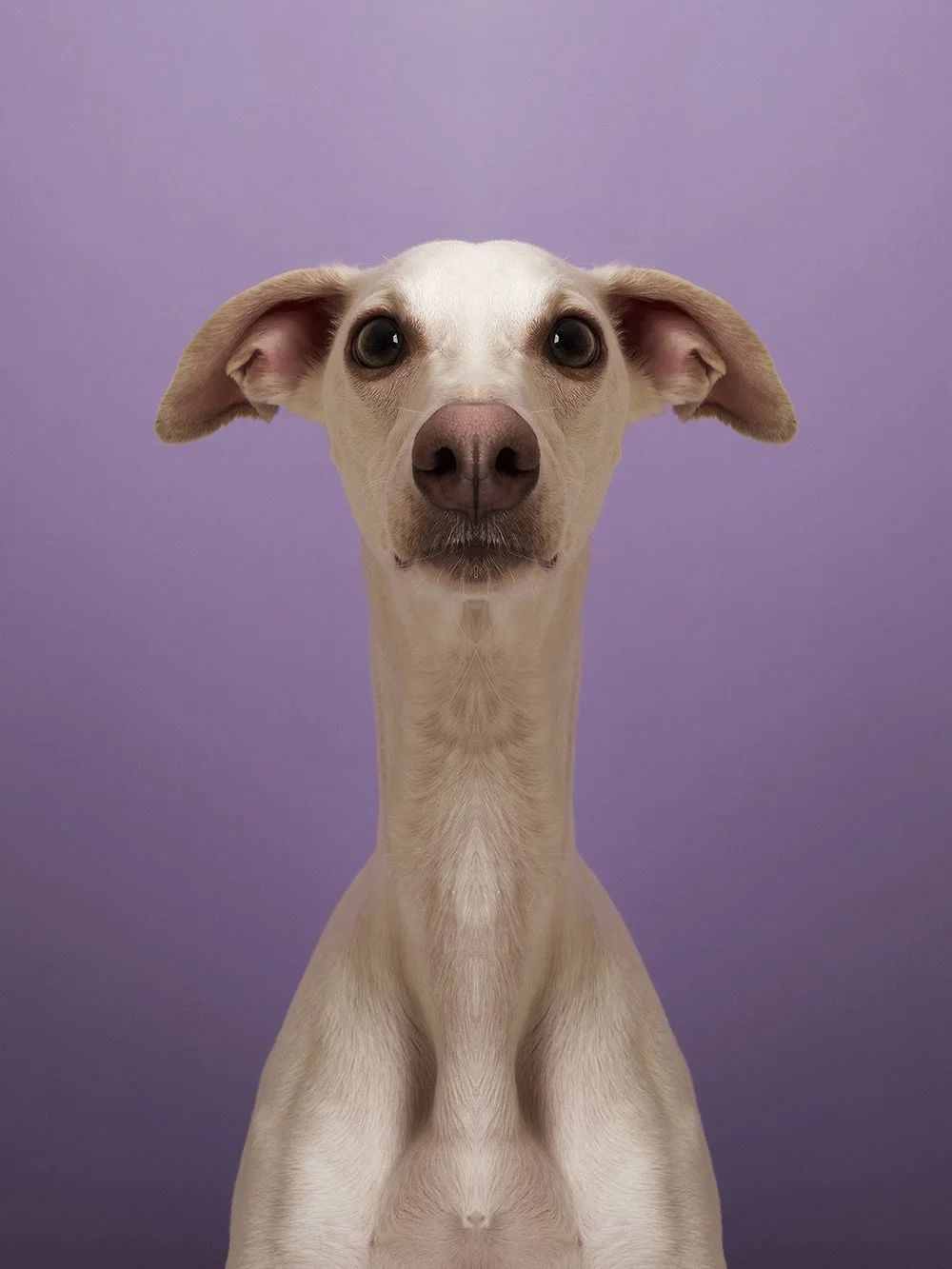 Symmetrisk portrett: hund
