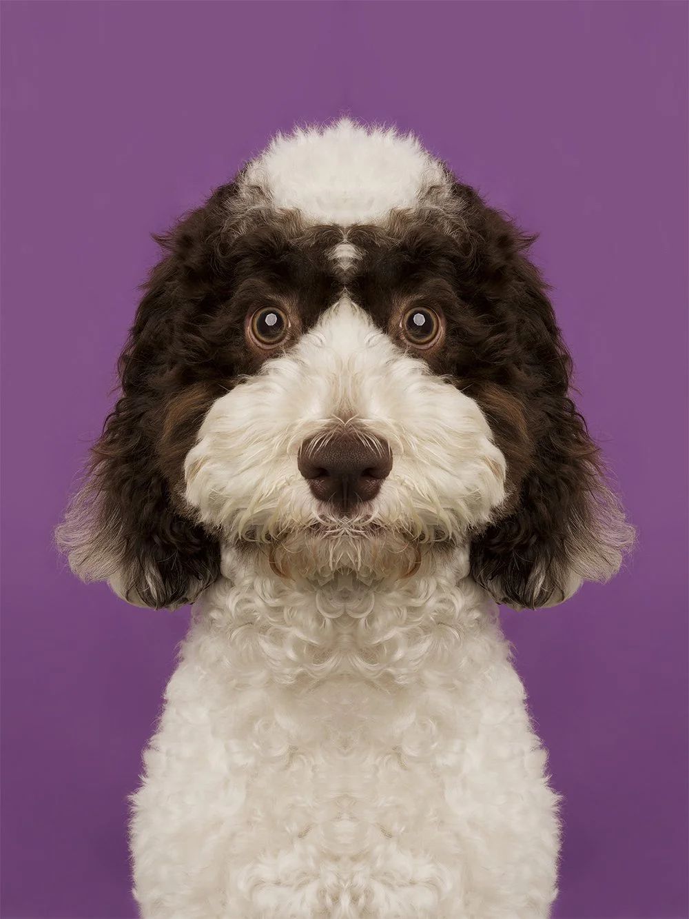 Symmetrisk portrett: hund