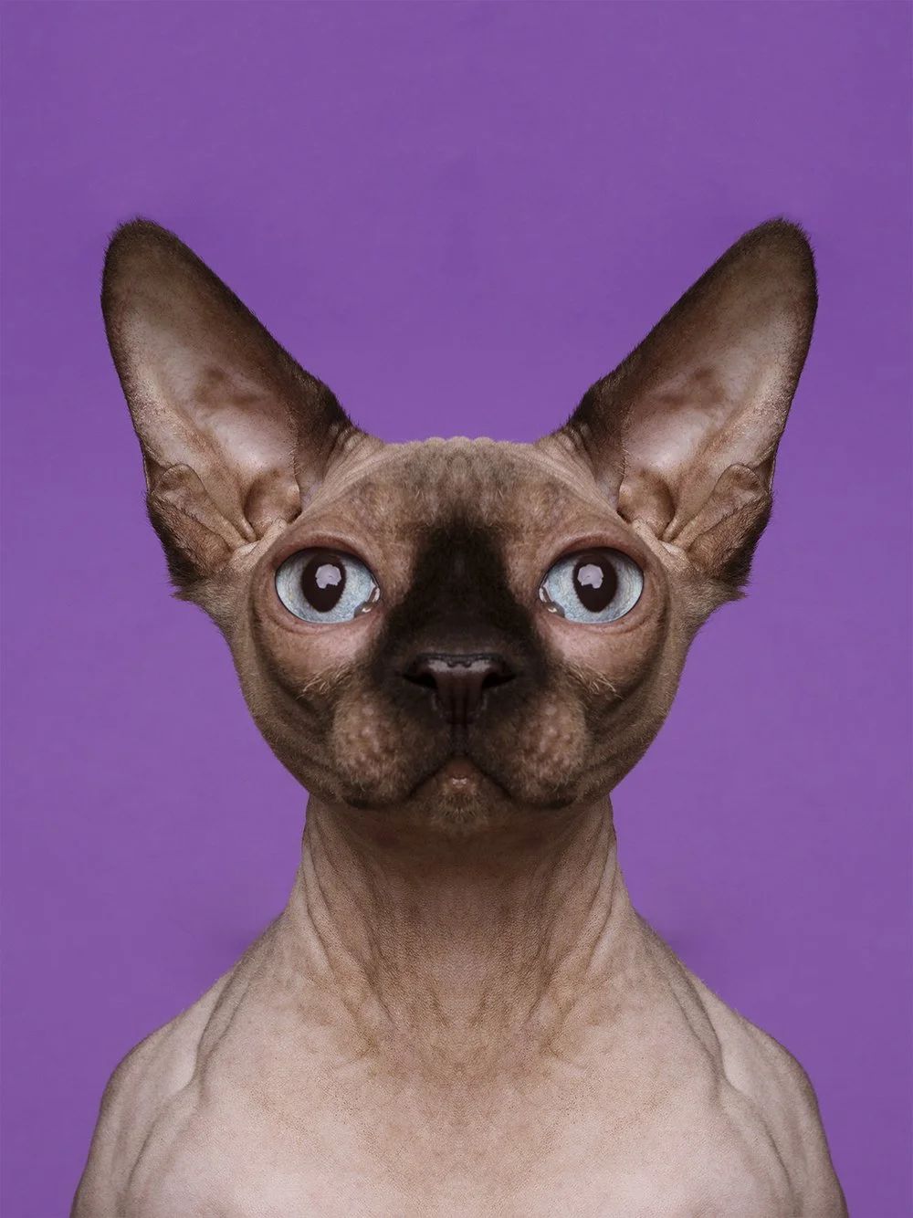 Symmetrisk portrett: sphynx