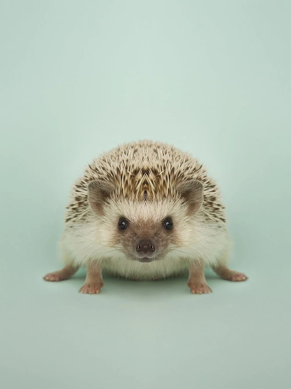 Symmetrisk portrett: piggsvin