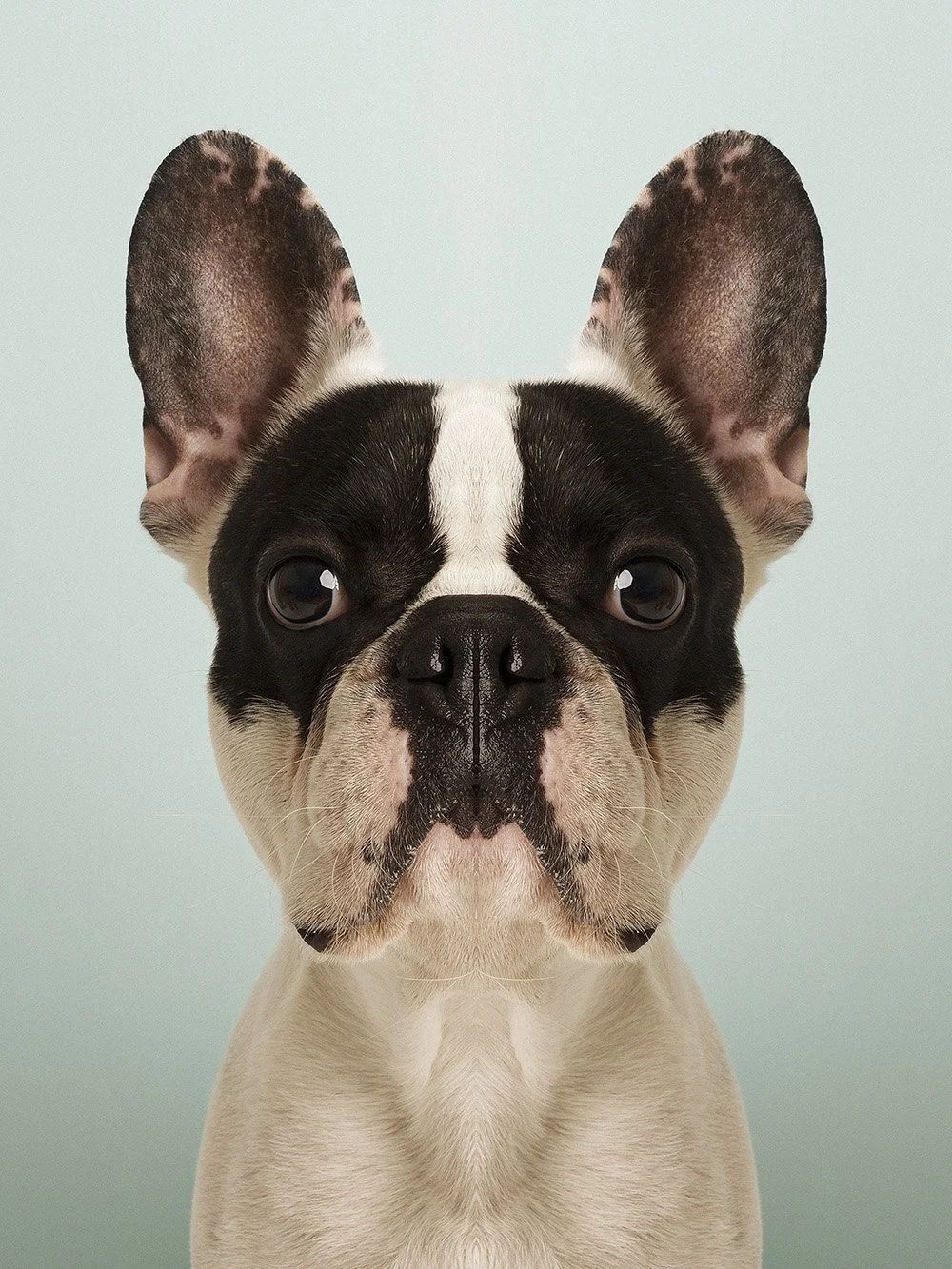 Symmetrisk portrett: fransk bulldog
