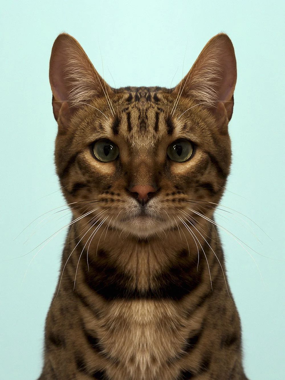 Symmetrisk portrett: katt