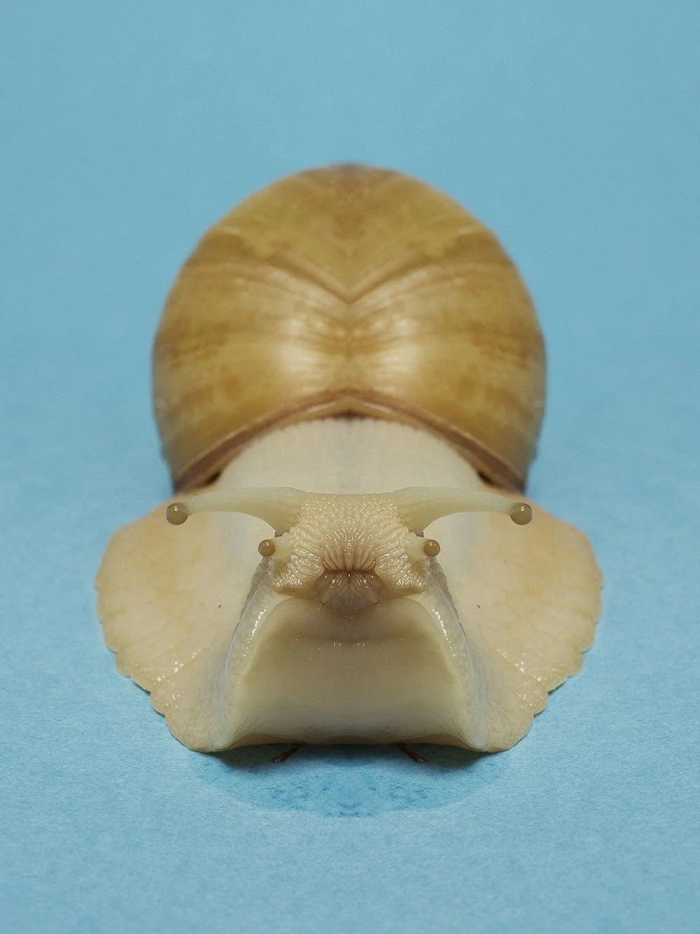 Symmetrisk portrett: snegle