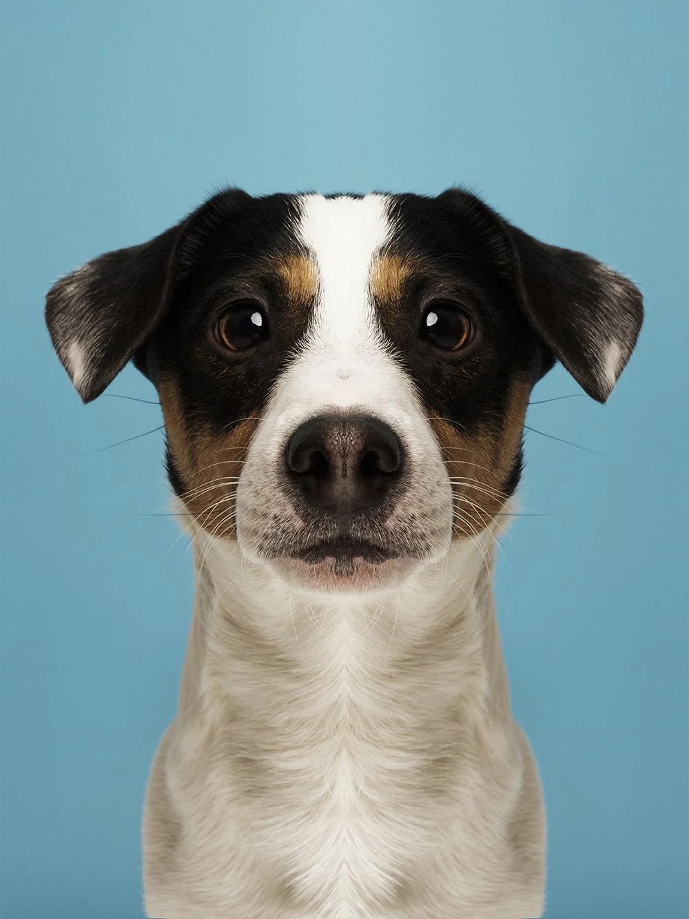 Symmetrisk portrett: hund