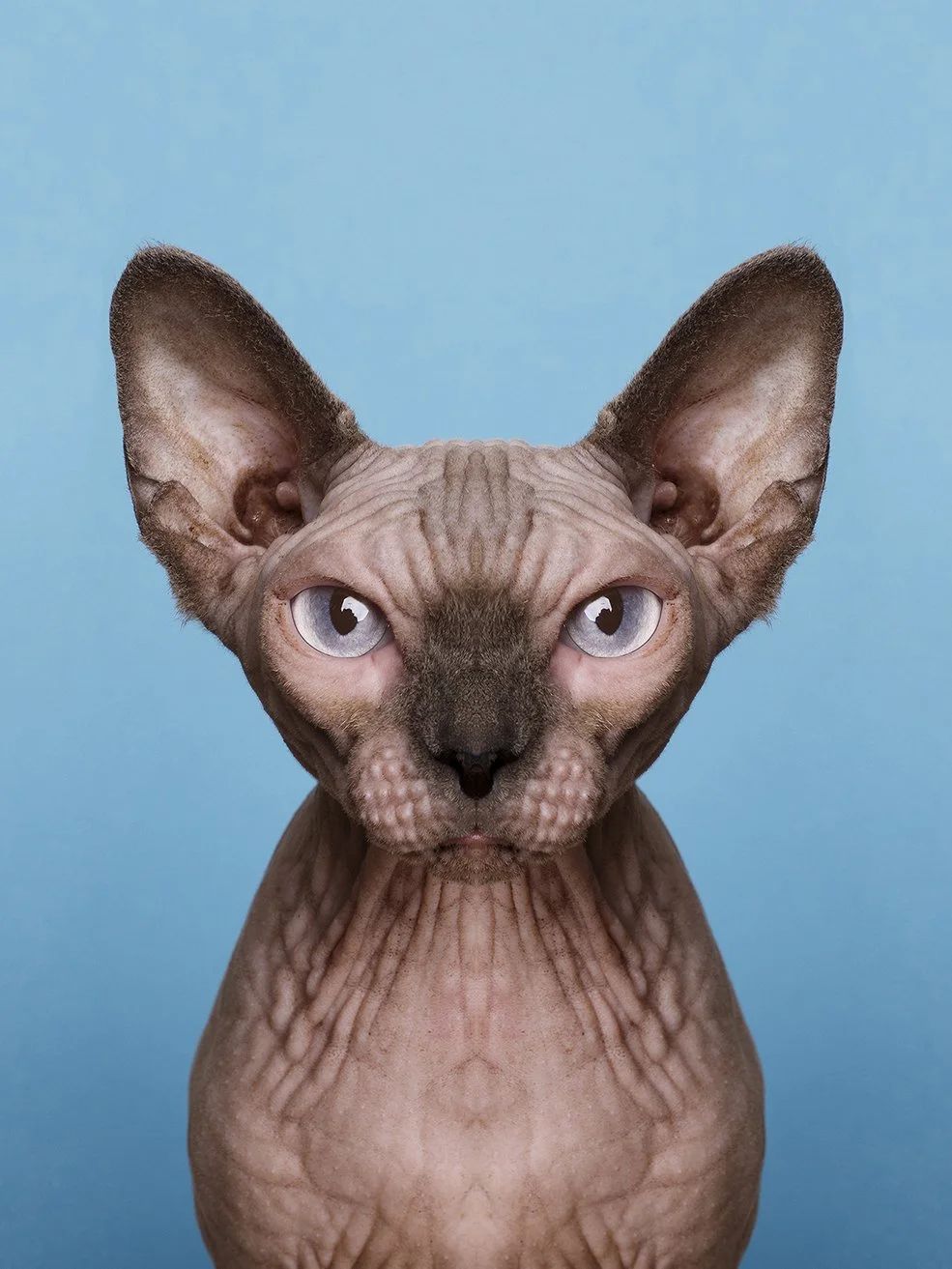Symmetrisk portrett: sphynx