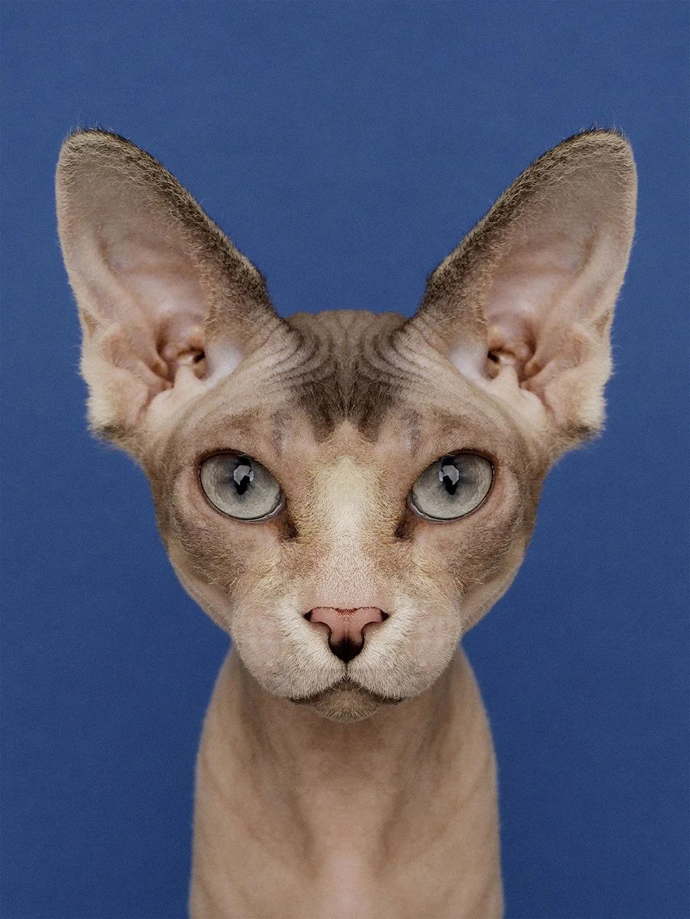 Symmetrisk portrett: sphynx