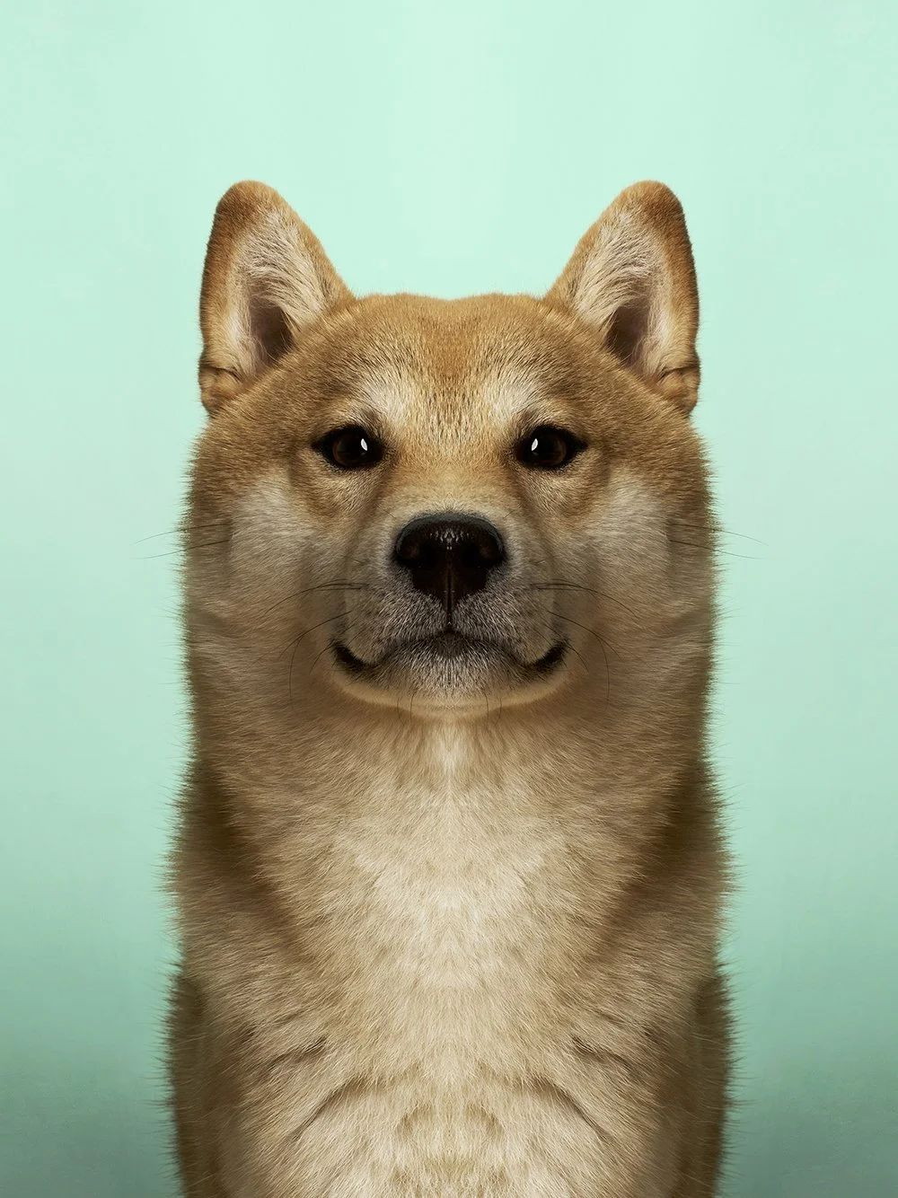 Symmetrisk portrett: shiba inu