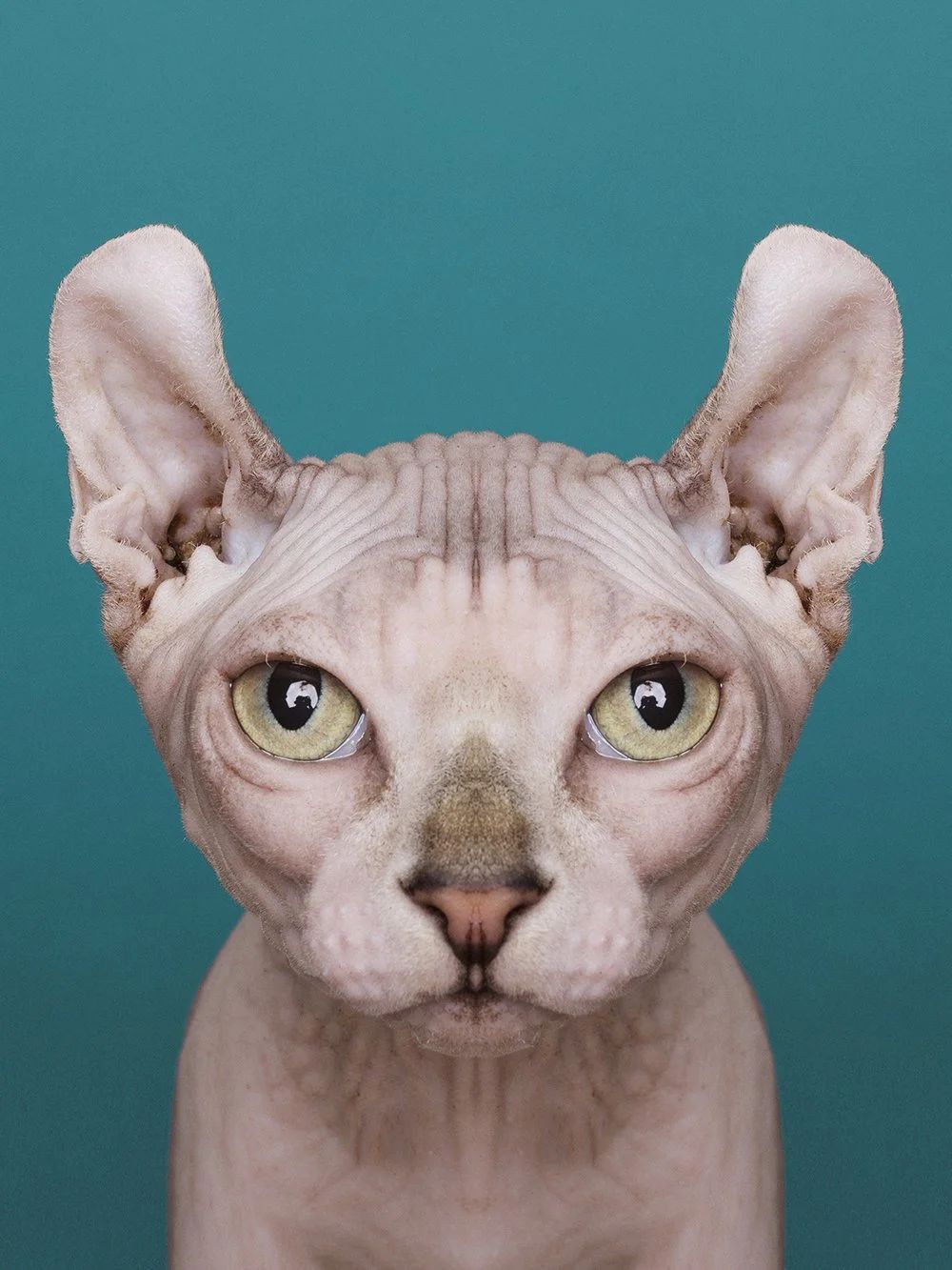 Symmetrisk portrett: sphynx