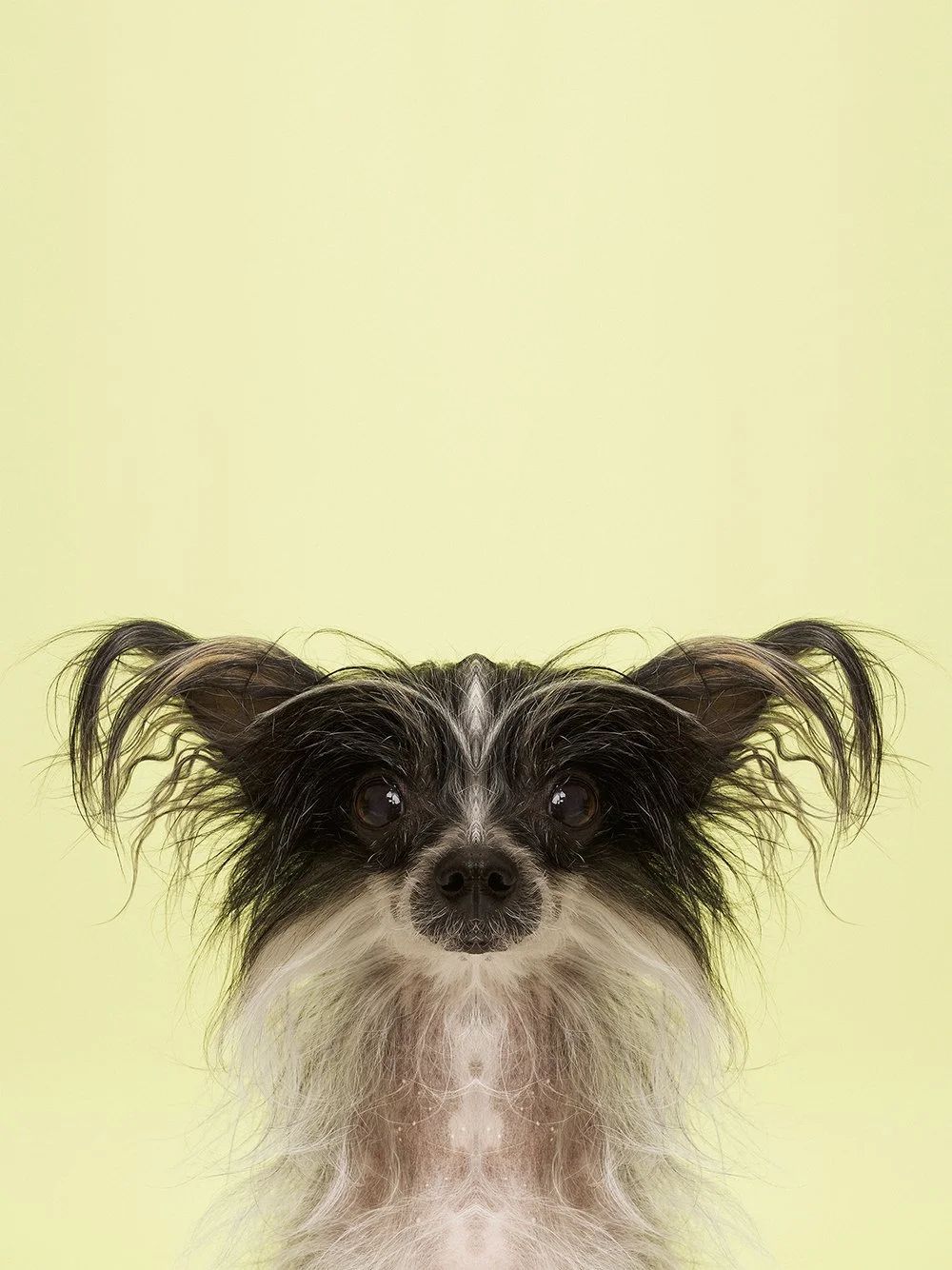 Symmetrisk portrett: hund