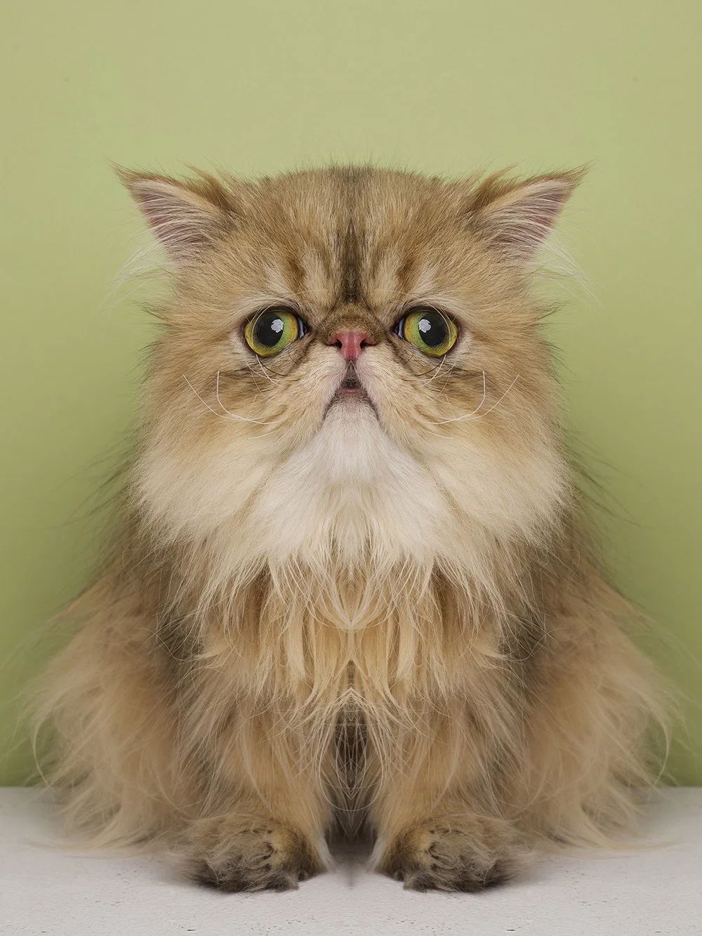 Symmetrisk portrett: katt
