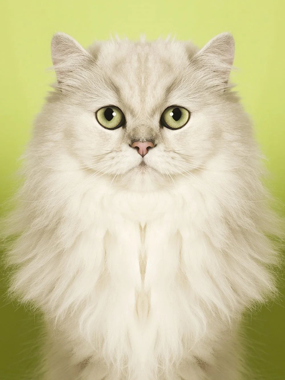 Symmetrisk portrett: katt