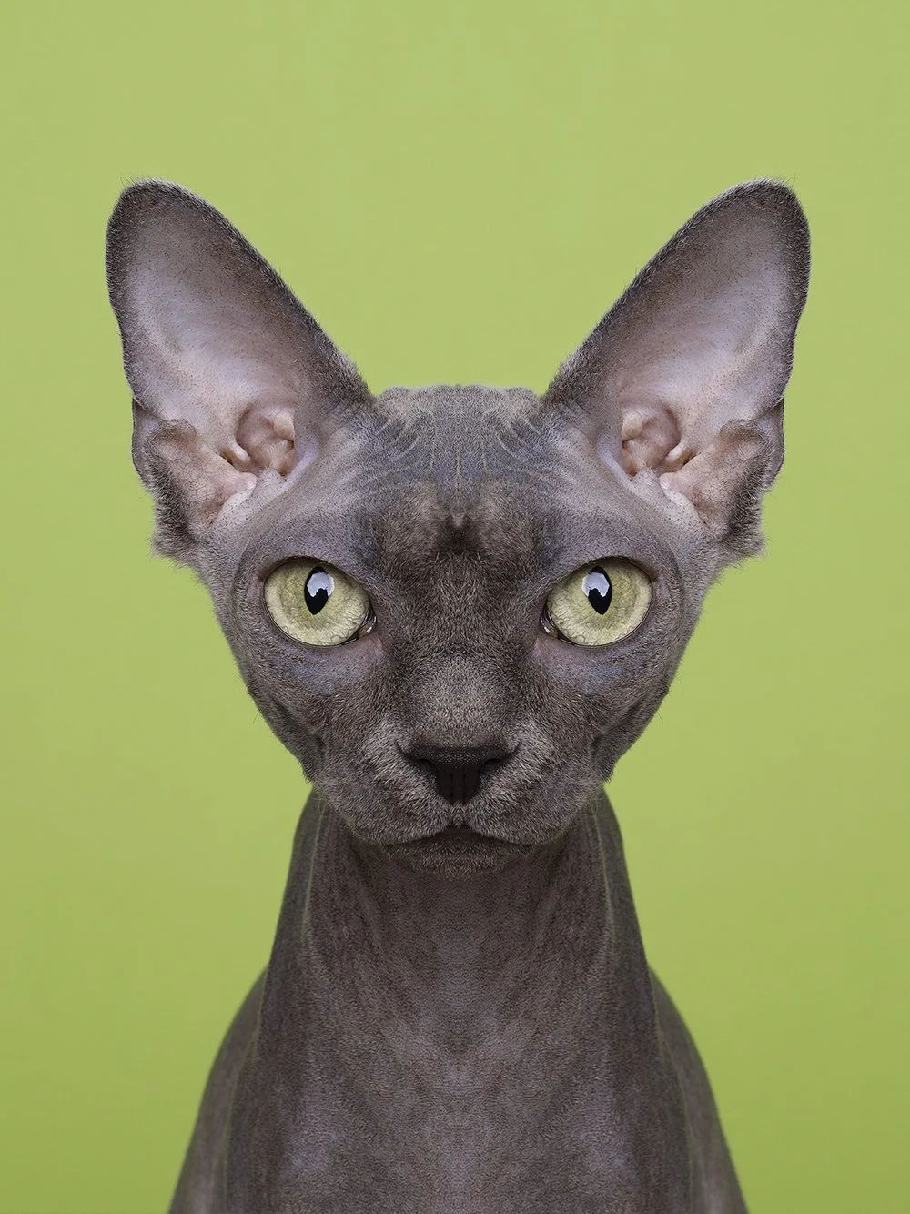Symmetrisk portrett: sphynx