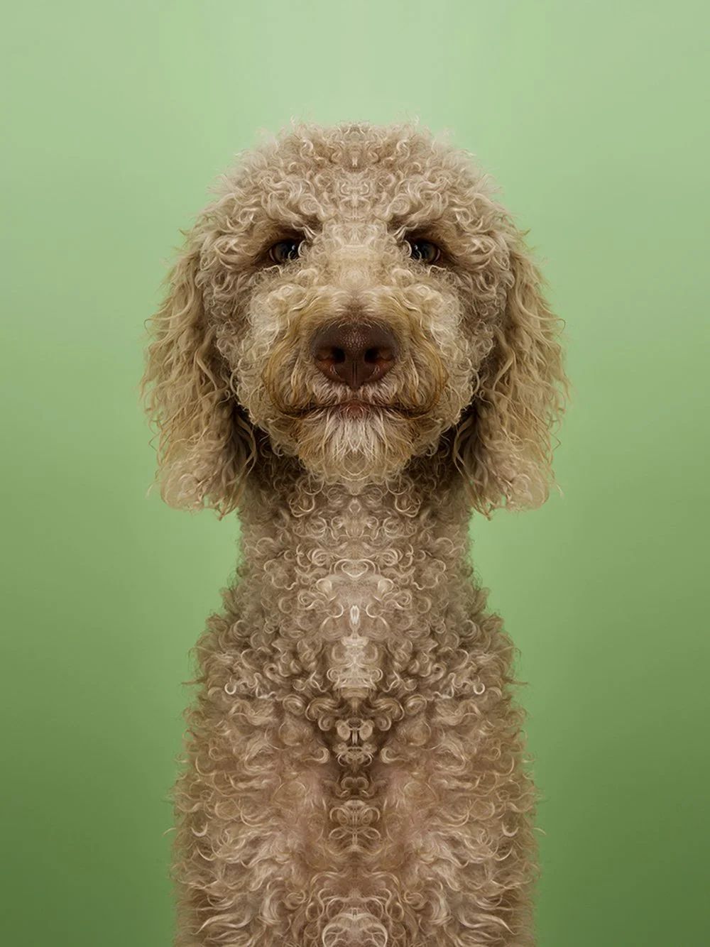 Symmetrisk portrett: hund