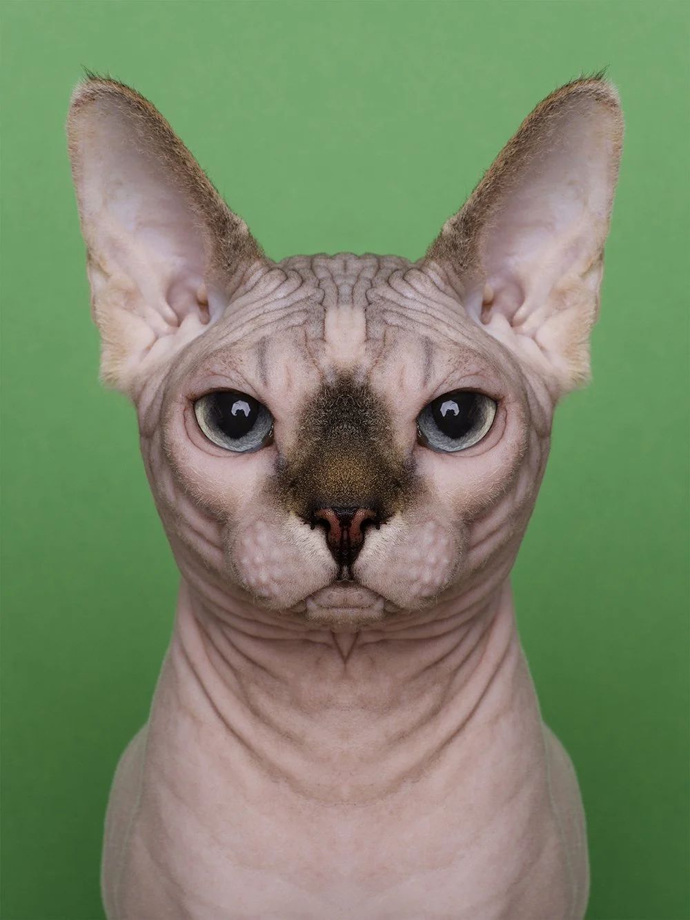 Symmetrisk portrett: sphynx