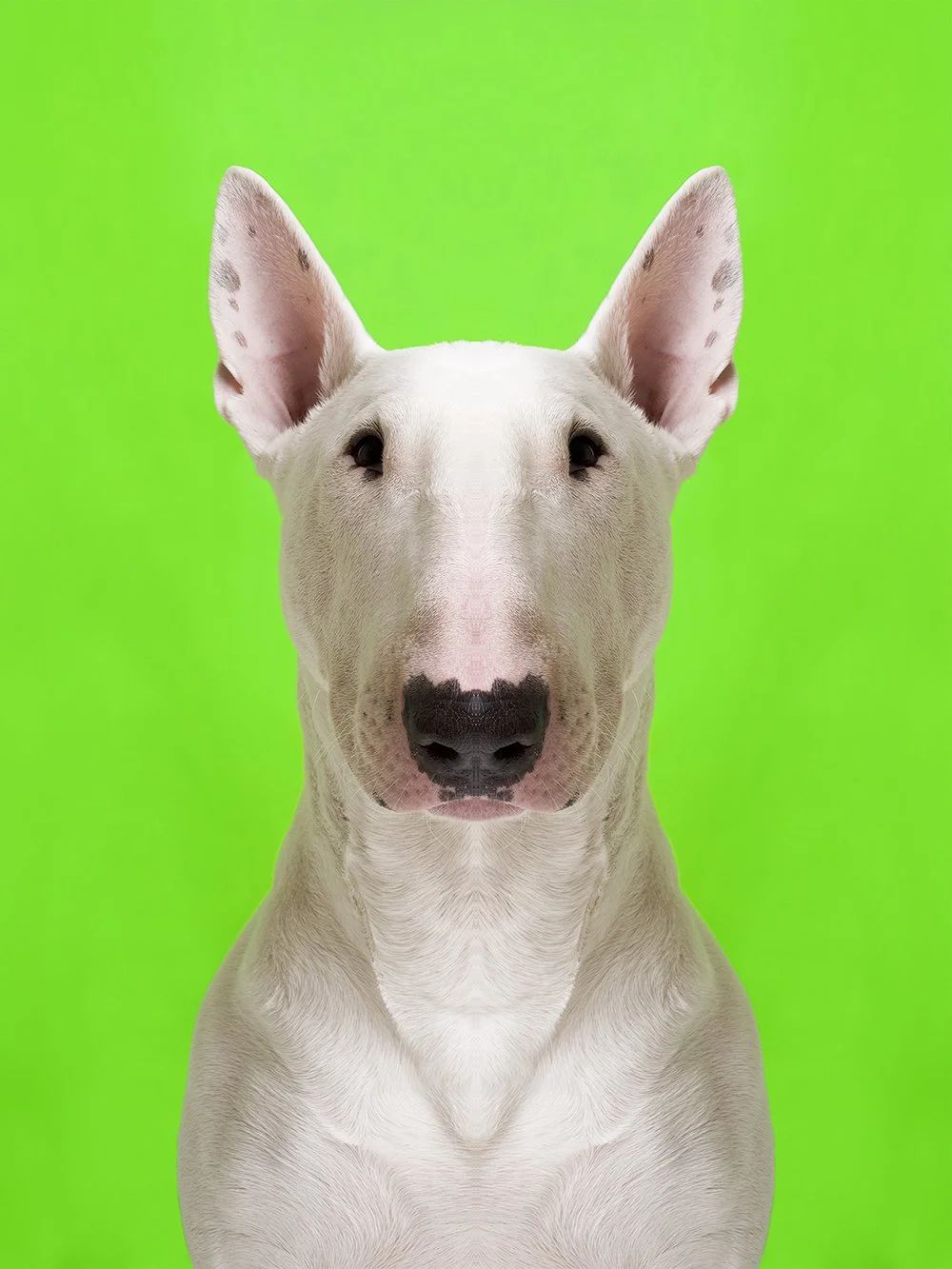Symmetrisk portrett: bullterrier