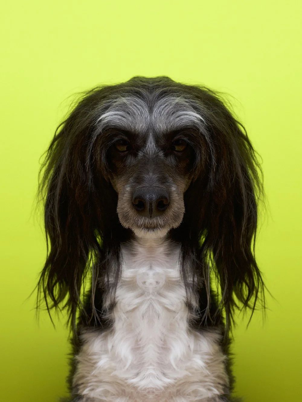 Symmetrisk portrett: hund