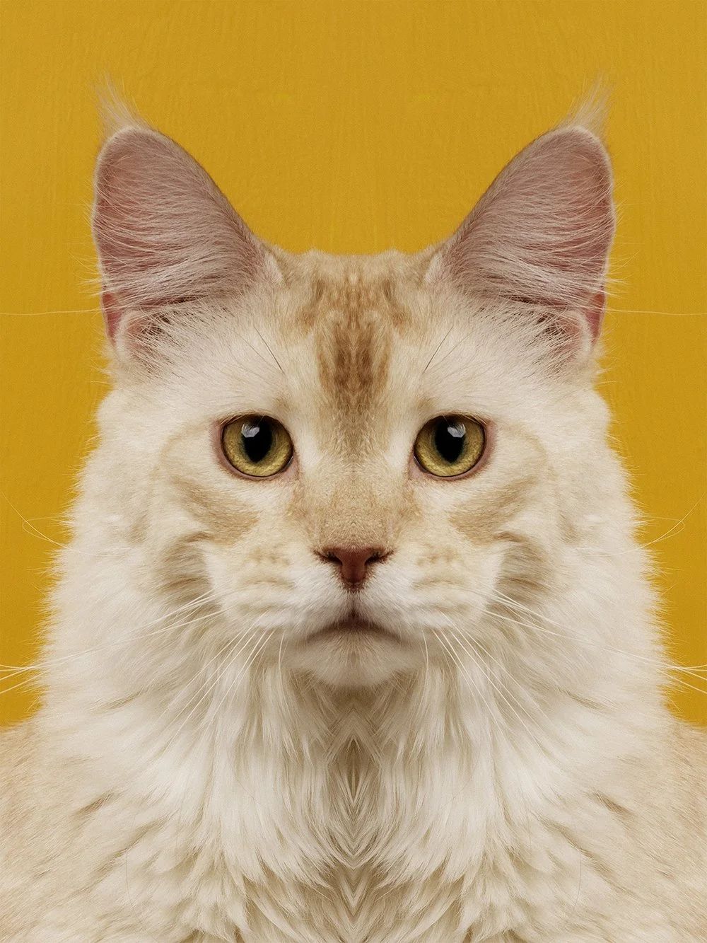 Symmetrisk portrett: katt