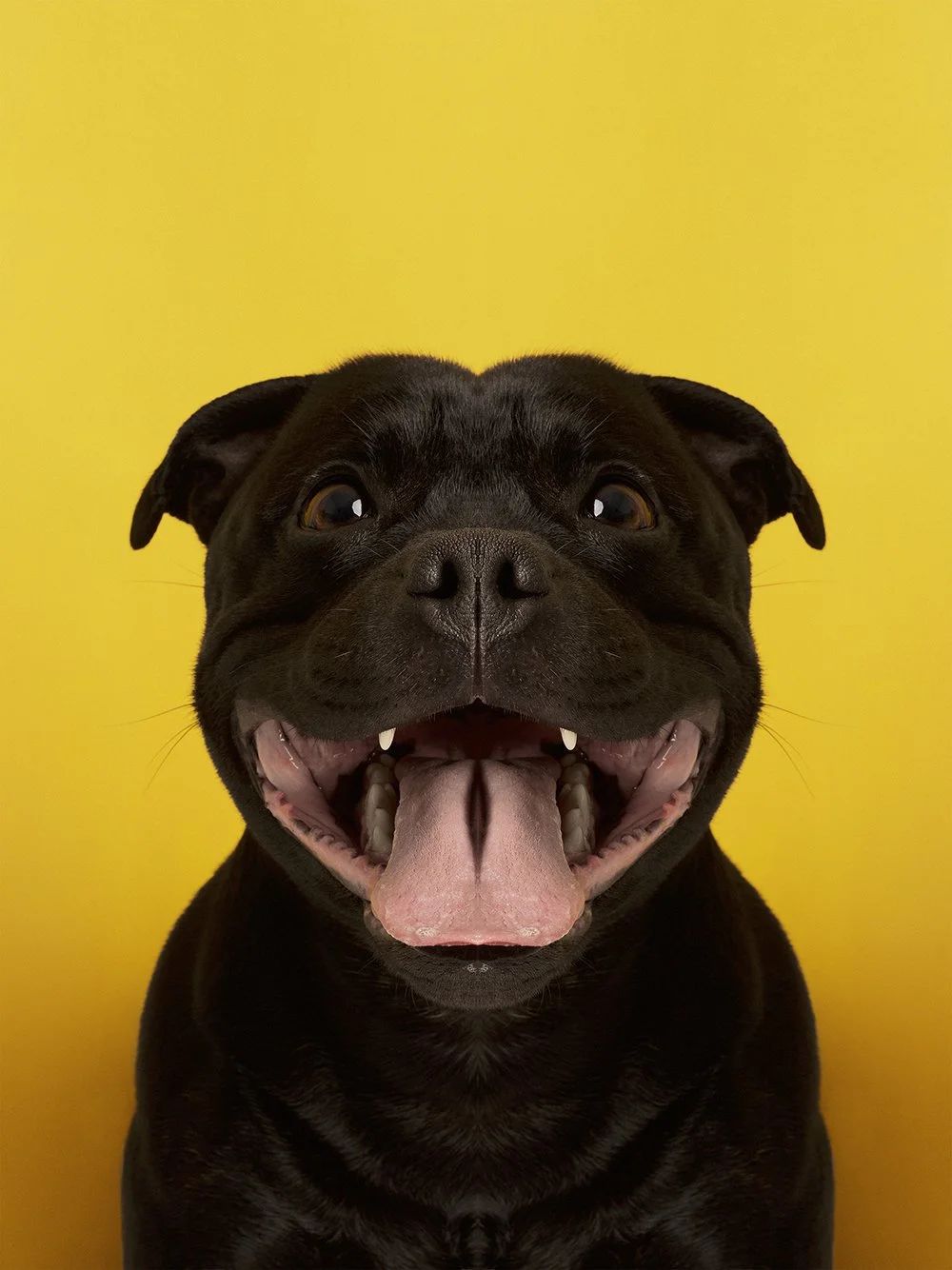 Symmetrisk portrett: staffordshire bullterrier