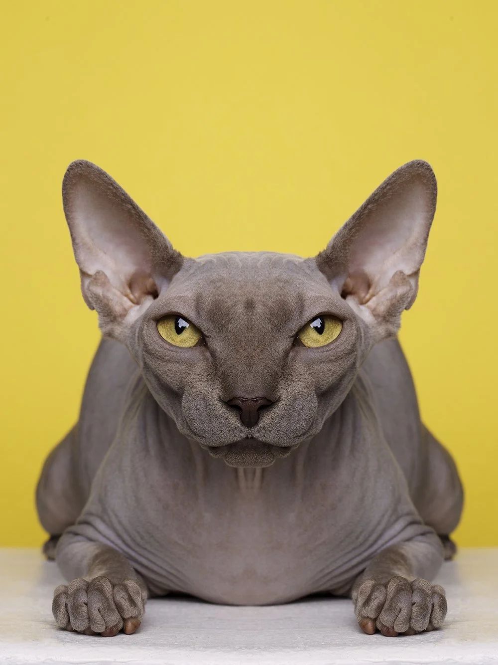 Symmetrisk portrett: sphynx
