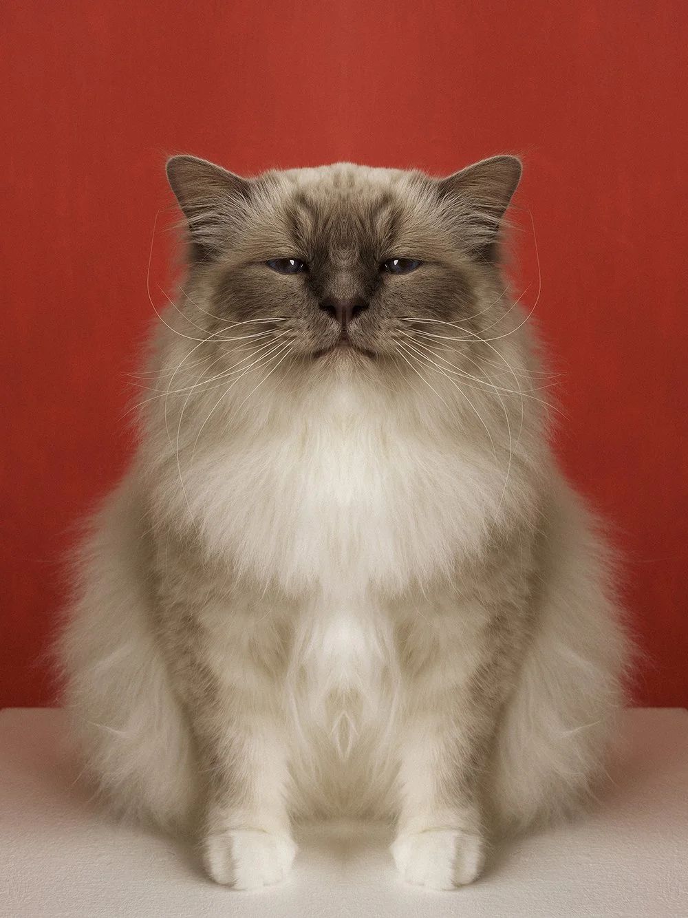 Symmetrisk portrett: katt