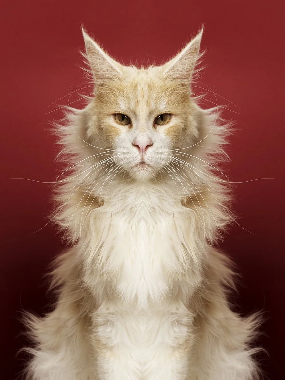 Symmetrisk portrett: katt
