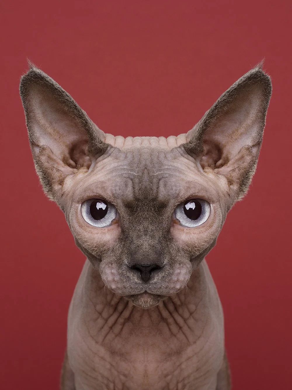 Symmetrisk portrett: sphynx