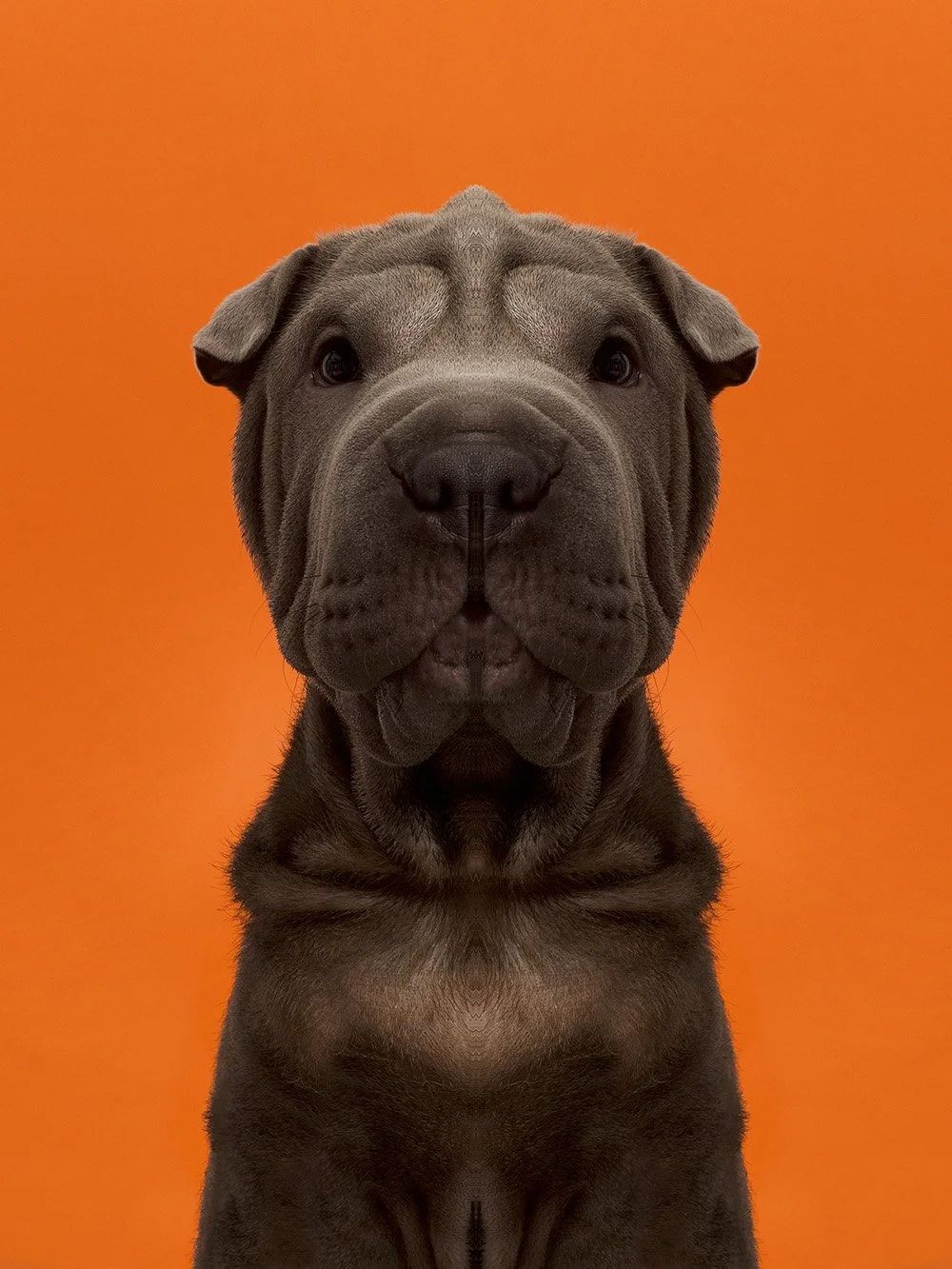 Symmetrisk portrett: shar pei