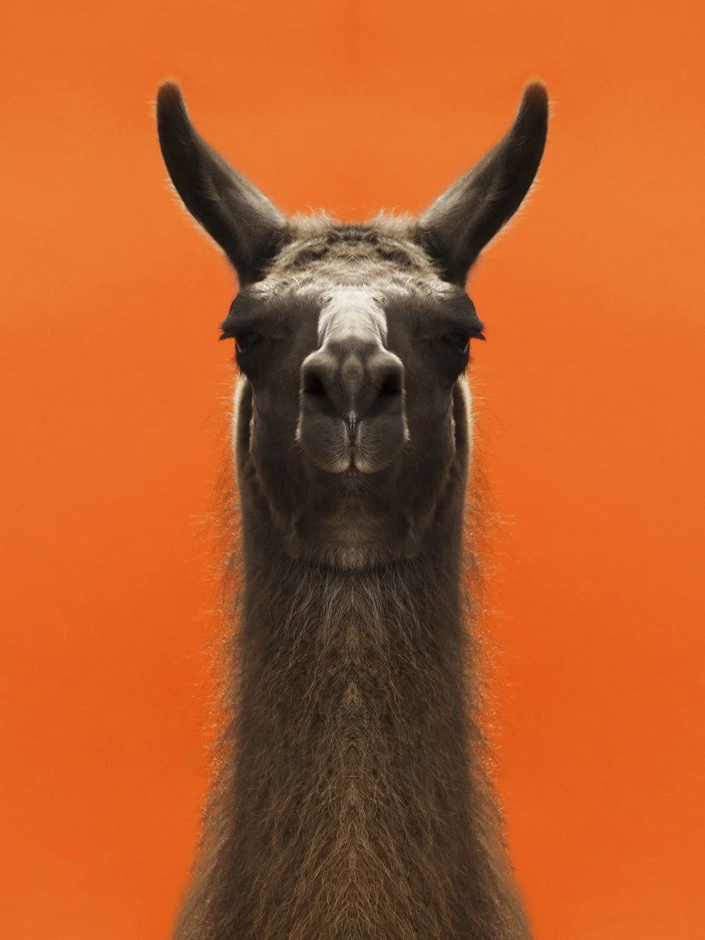 Symmetrisk portrett: lama