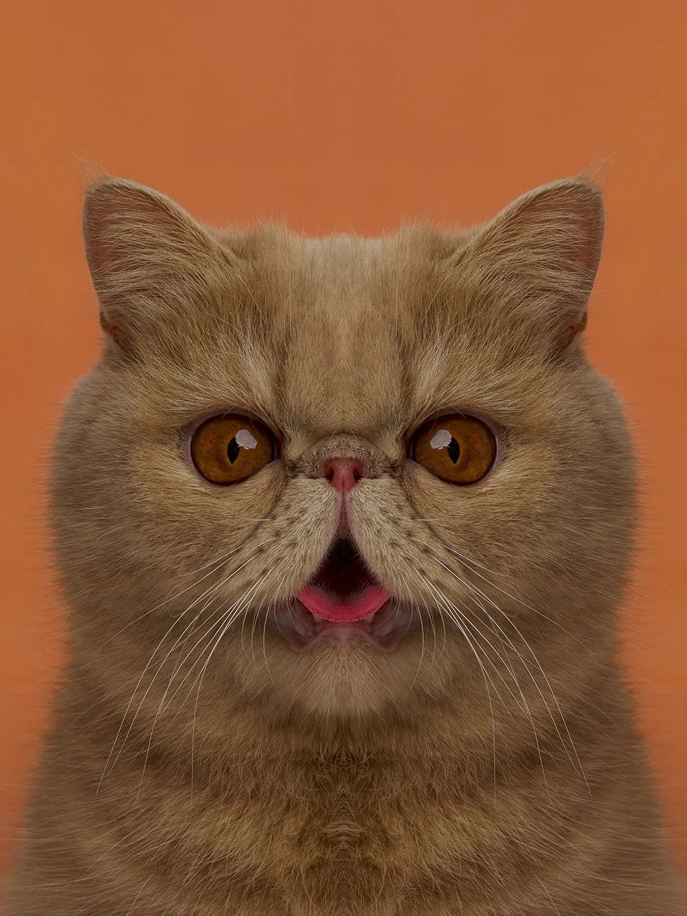 Symmetrisk portrett: katt