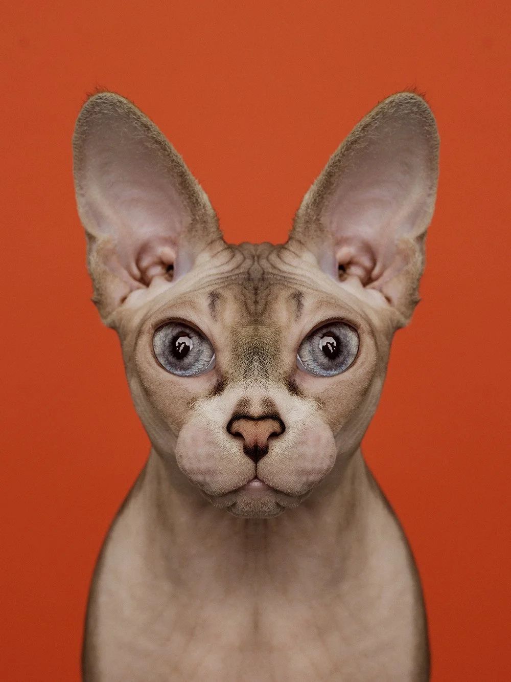 Symmetrisk portrett: sphynx