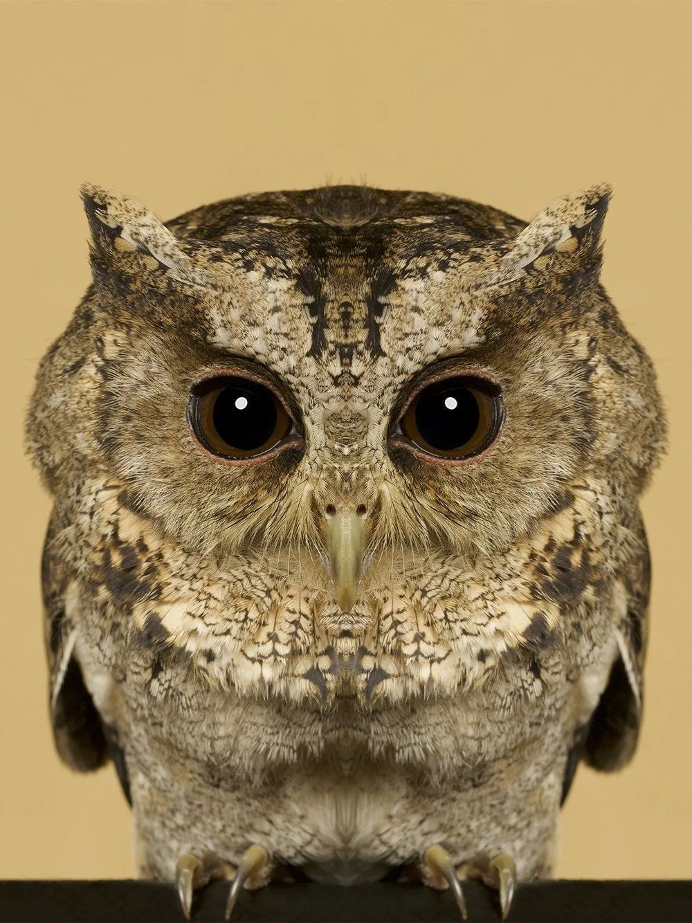 Symmetrisk portrett: ugle
