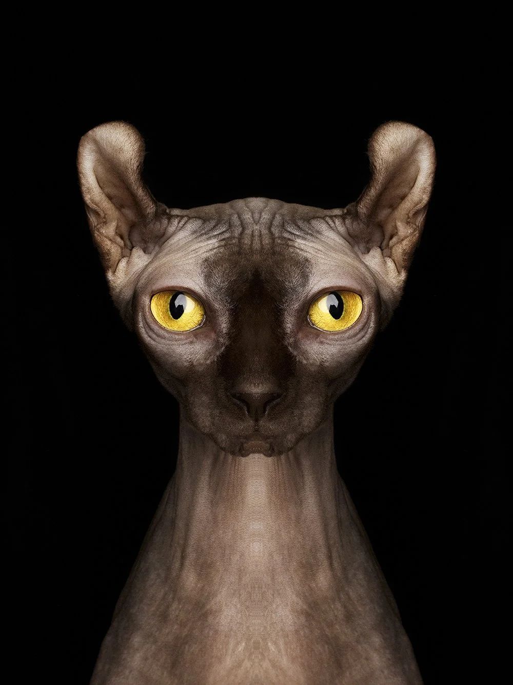 Symmetrisk portrett: sphynx