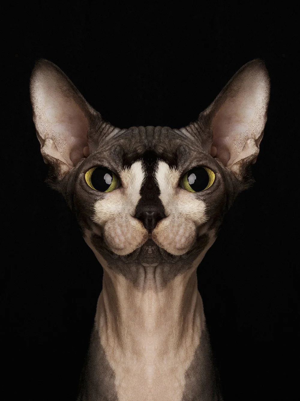 Symmetrisk portrett: sphynx